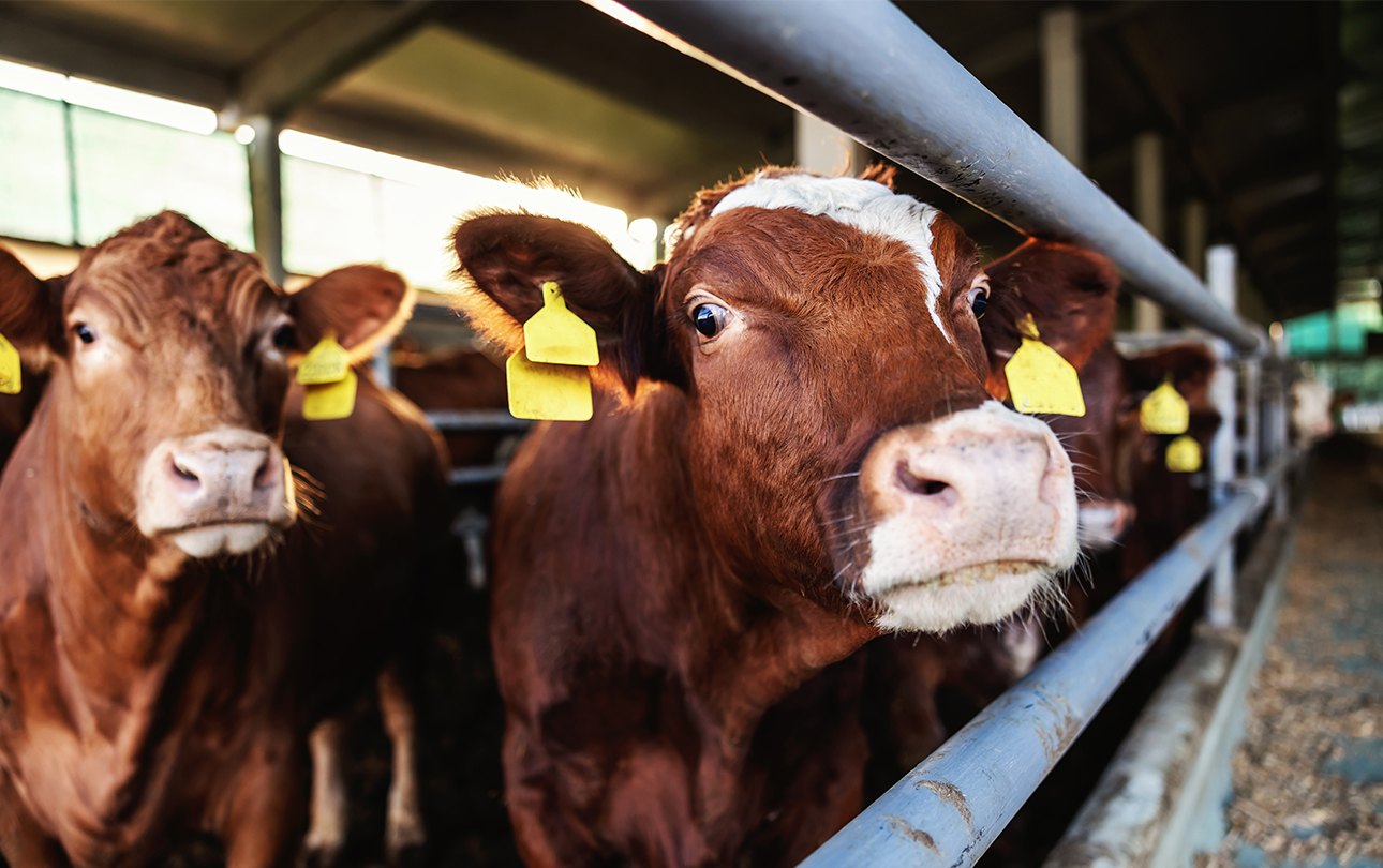 multiple cows looking through a fence