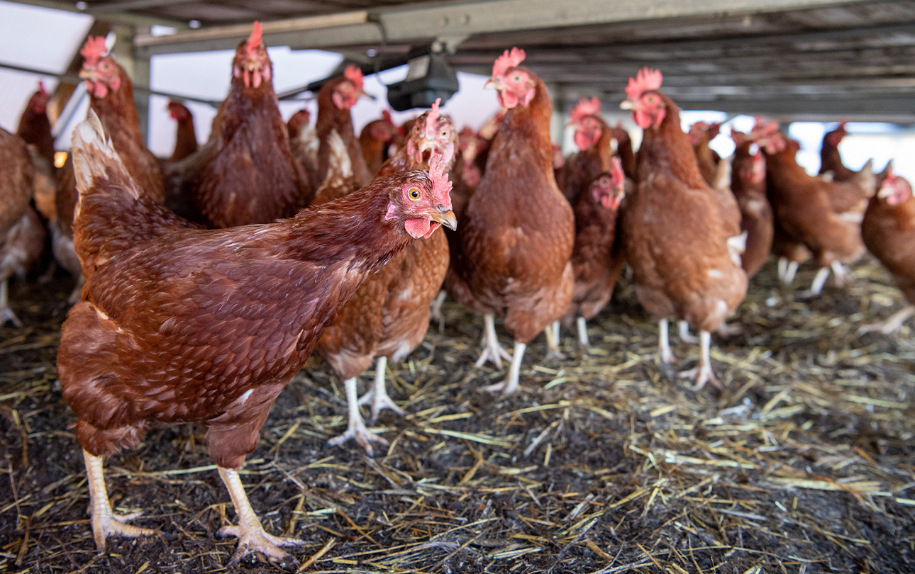 A flock of chickens in a coop