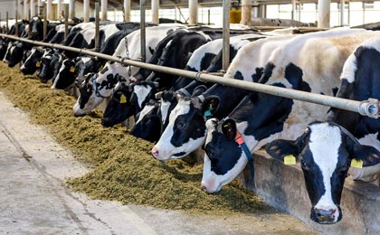 Dairy cows feeding