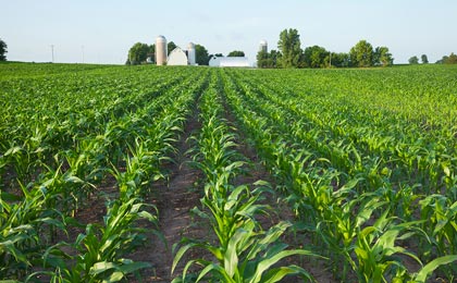 Row crops of corn